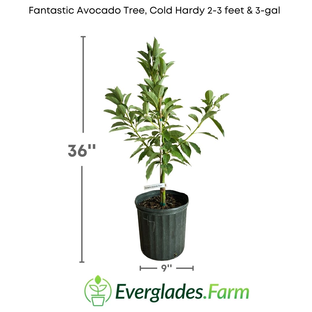 In addition to its cold resistance, the Fantastic Avocado Tree also stands out for its productivity. Its branches are loaded with delicious avocados characterized by their generous size, smooth skin, and creamy, flavorful flesh.