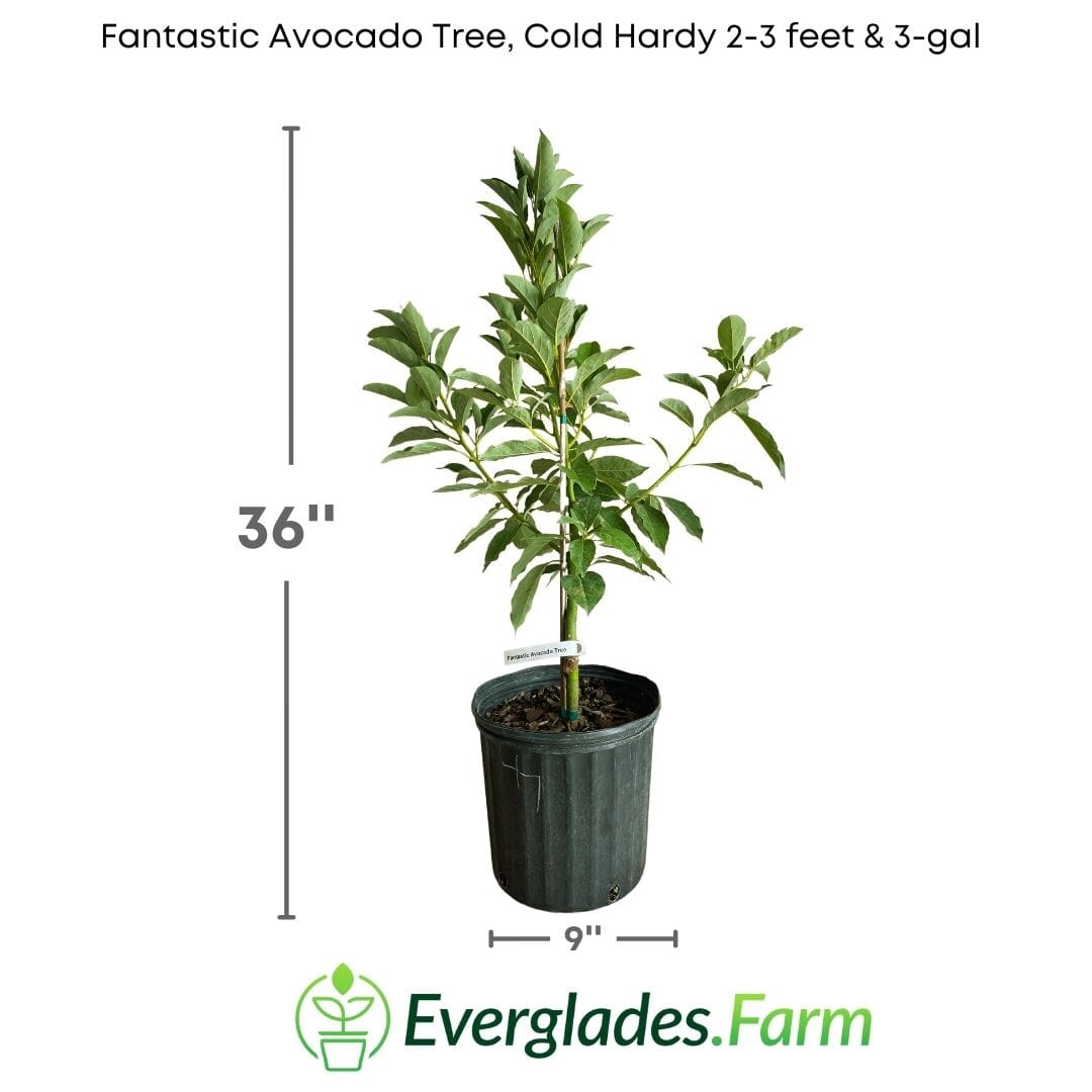 Fantastic Avocado Tree, Grafted Fruit Trees 110-Guacalina Nursery & Broker 2-3 feet & 3-gal 