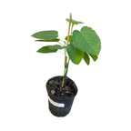 Ischia Fig Tree 118-Agri-Starts Inc 