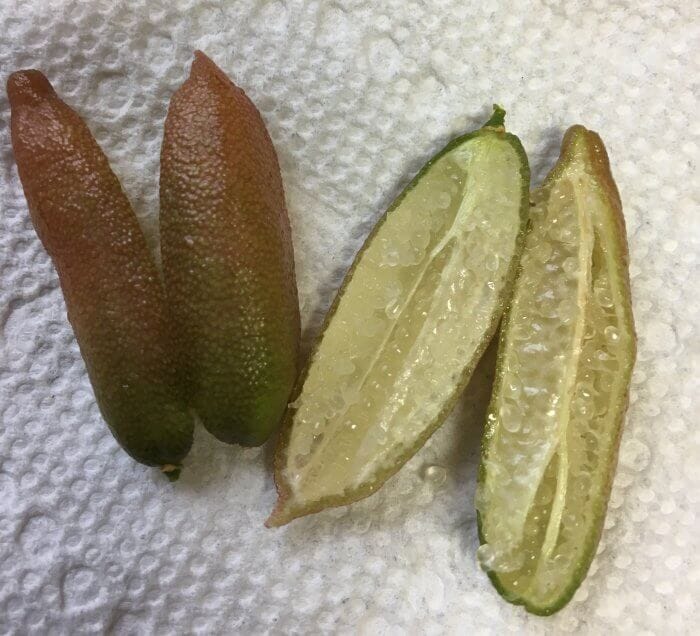 Little Ruby Finger Lime Tree Grafted 113-Brite Leaf Citrus Nursery