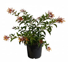 Firebush Plant attracts hummingbirds and butterflies | Florida Native