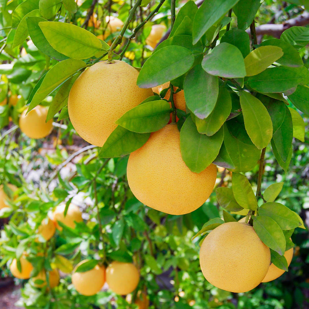 Flame Grapefruit Tree Grafted