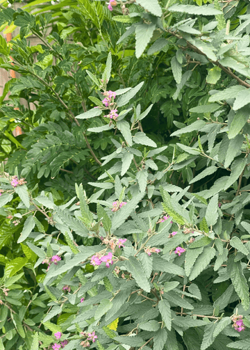 Tea Bush | Florida Native | Melochia Tormentosa | Live Plant Everglades Farm 