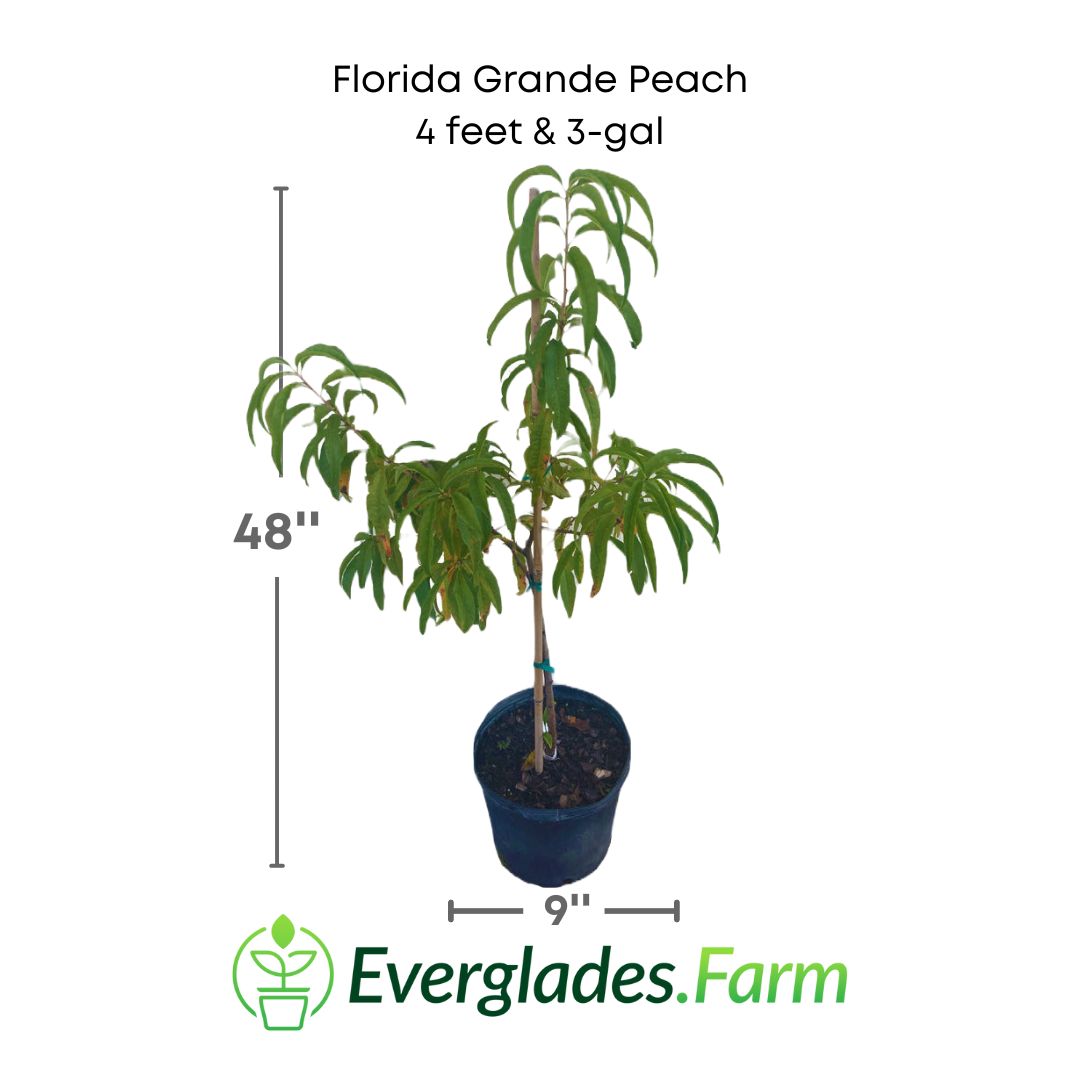 Florida Grande peach plant in a 3 gallon pot