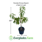 Florida Prince Peach Tree Fruit Trees 103-Pine Island Nursery 4 feet & 3-gal