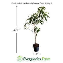 Load image into Gallery viewer,  It is a popular variety of peach that is known for its sweet and juicy flavor, and its ability to grow in a wide range of weather conditions. This tree can grow up to a height of 12 feet, but in this case, we are talking about a 3-4 feet tall Florida Prince Peach Tree.
