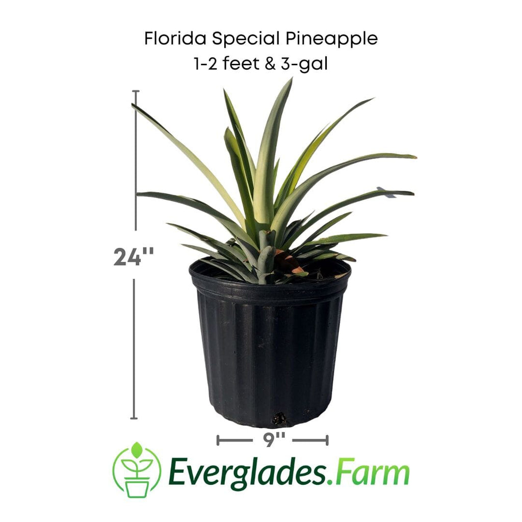 Florida Special Pineapple Plant (Ananas comosus) - Sweet, Juicy, and Cold Hardy Fruit Trees 103-Pine Island Nursery 1-2 feet & 3-gal 