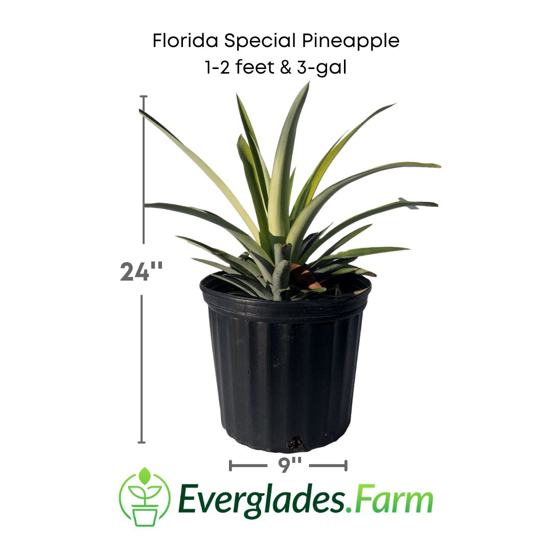 Florida Special Pineapple in a 3 gallon pot