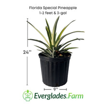 Florida Special Pineapple Plant (Ananas comosus) - Sweet, Juicy, and Cold Hardy Fruit Trees 103-Pine Island Nursery 1-2 feet & 3-gal 