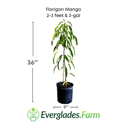 Florigon Mango tree in a 3 gallon pot