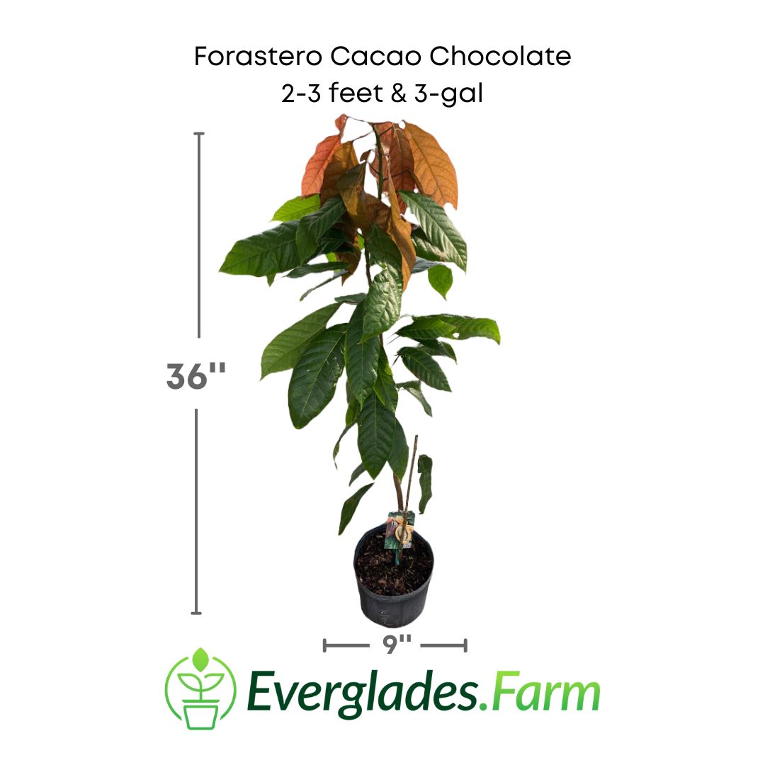 Forastero Cacao Chocolate plant in a 3 gallon pot