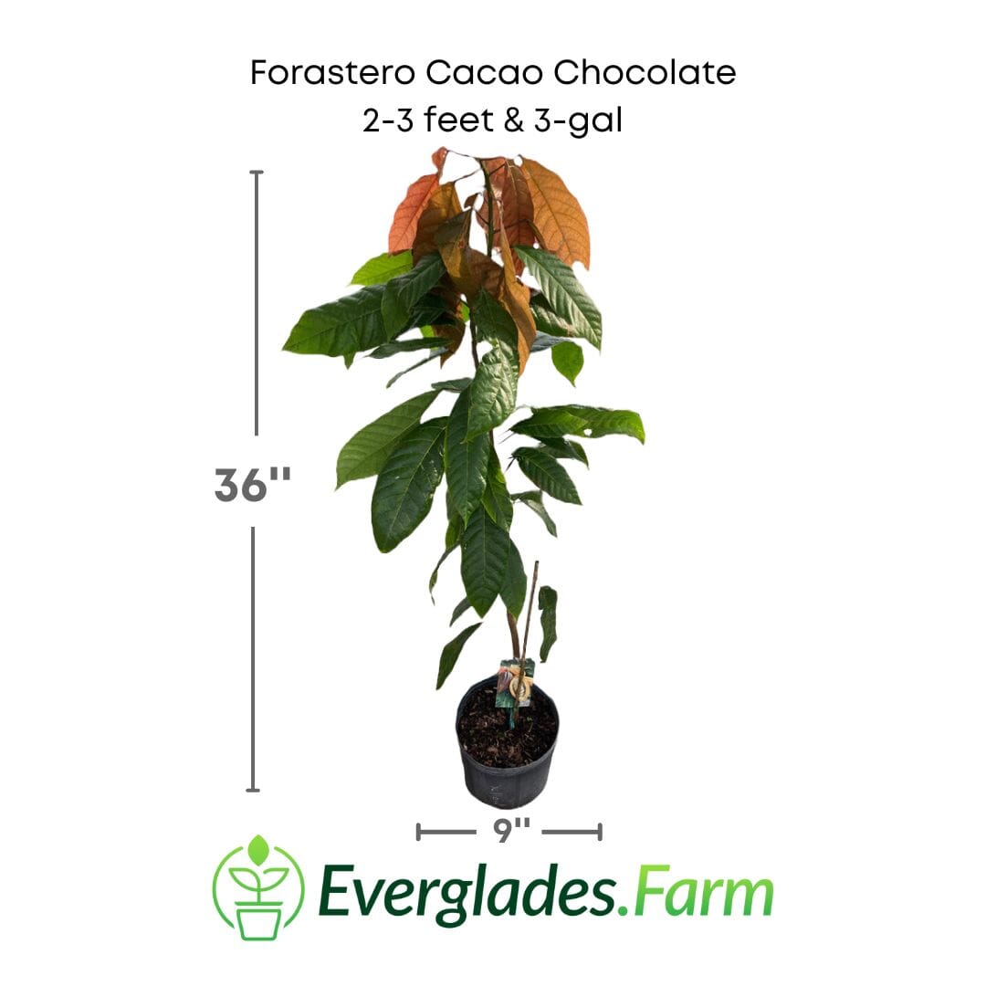 Forastero Cacao Chocolate Tree 103-Pine Island Nursery 2-3 feet & 3-gal