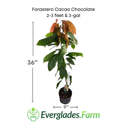 Forastero Cacao Chocolate plant in a 3 gallon pot