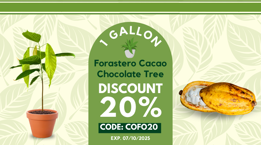 Promotional banner forastero cacao chocolate
