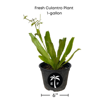 Fresh Culantro plant in a  gallon pot