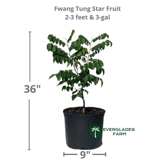Fwang Tung Star Fruit Carambola Fruit, Grafted