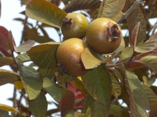 Malaysian Red Guava Tree - Tropical Beauty with Vibrant Red Fruit Everglades Farm 
