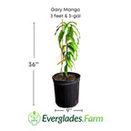 Gary Mango Tree, Grafted 102-Zill High Performance Plants 3 feet & 3-gal 