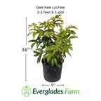 Gee Kee Lychee Tree Air Layered Fruit Trees 112-Lara Farm 2-3 feet & 3-gal