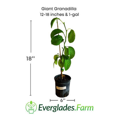 Giant Granadilla plant in a 1 gallon pot