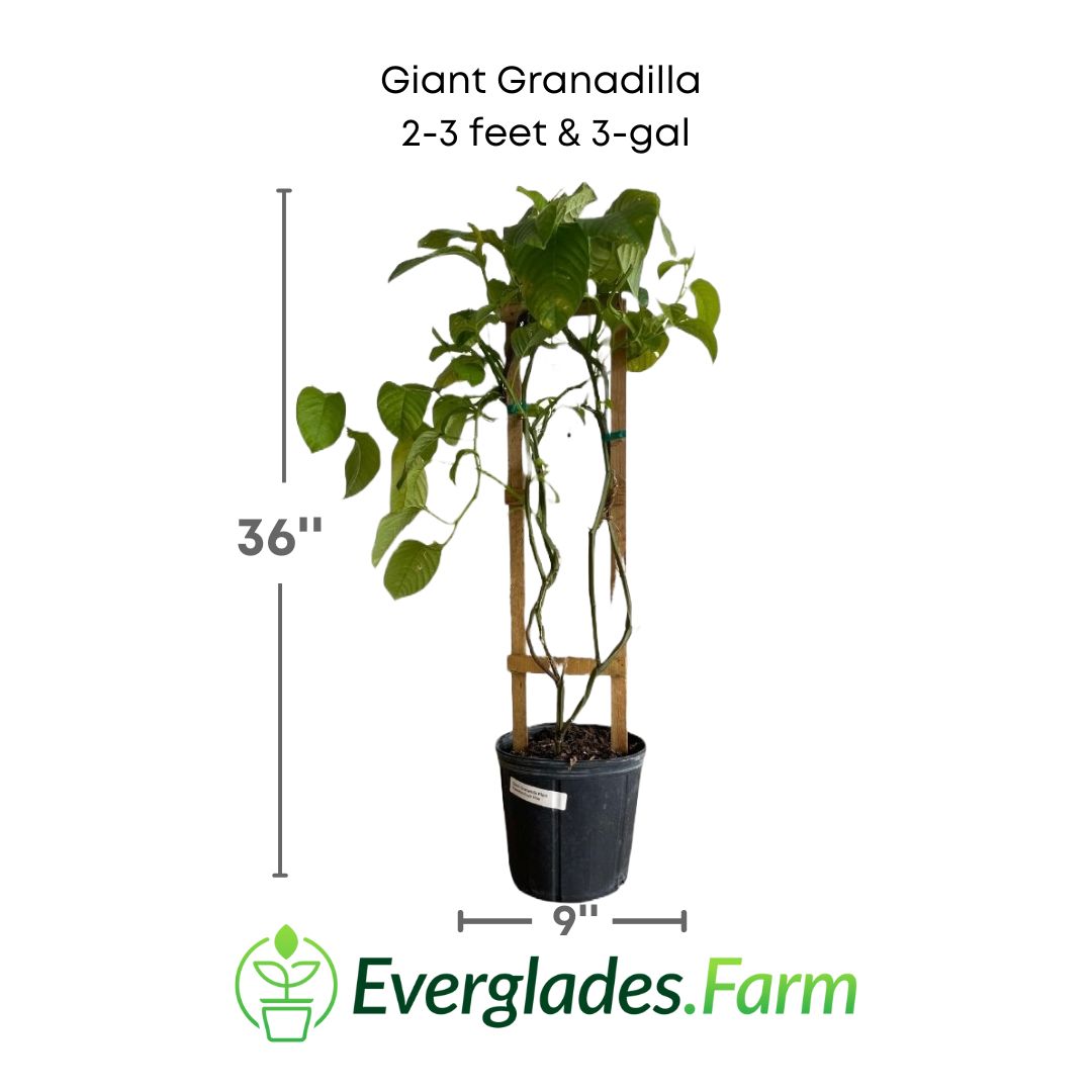 Giant Granadilla plant in a 3 gallon pot