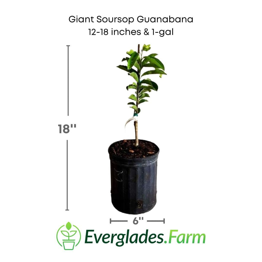 Giant Soursop Guanabana Fruit Tree Everglades Farm 12-18 inches & 1-gal