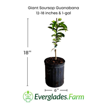 Giant Soursop Guanabana in a 1 gallon pot