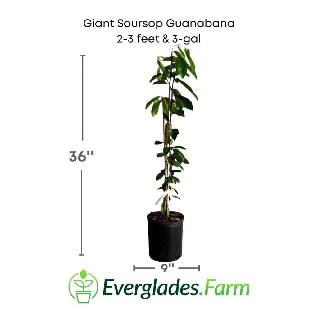 Giant Soursop Guanabana Grafted Fruit Tree Fruit Trees 112-Lara Farm 2-3 feet & 3-gal