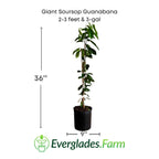 Giant Soursop Guanabana Grafted Fruit Tree Fruit Trees 112-Lara Farm 2-3 feet & 3-gal