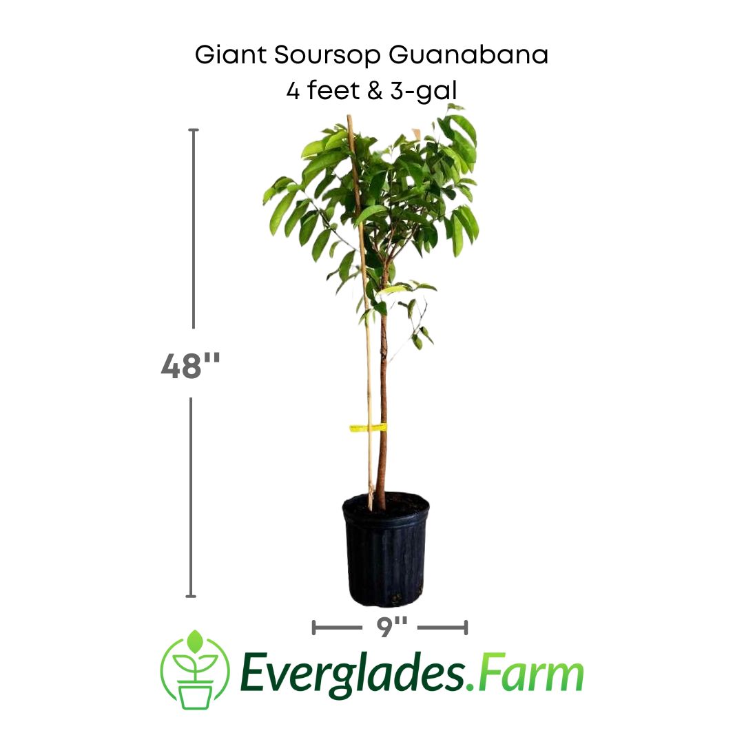 Giant soursop guanabana plant in a 3 gallon pot and 4 feet