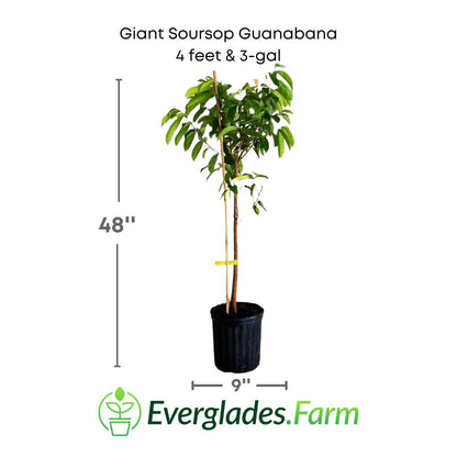 Giant soursop guanabana plant in a 3 gallon pot and 4 feet