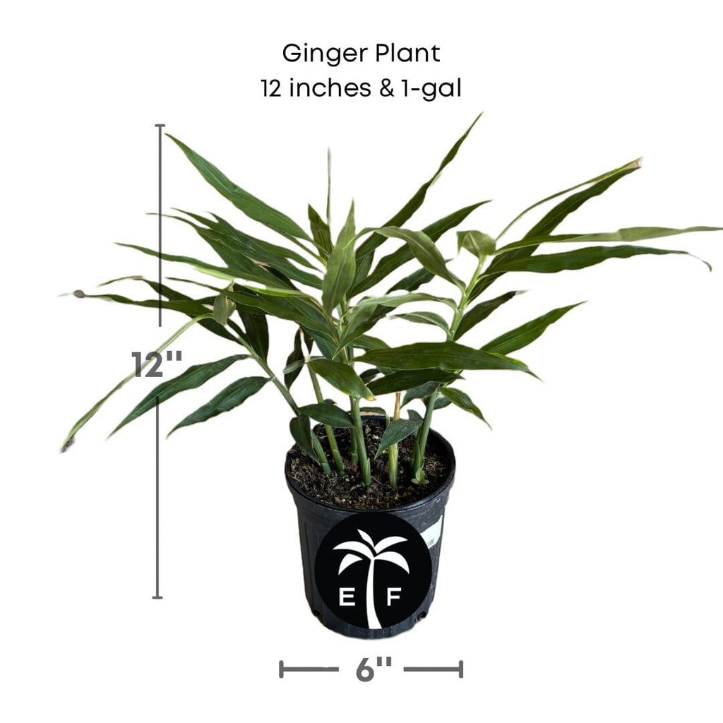 Ginger Plant 103-Pine Island Nursery 12 inches & 1-gal