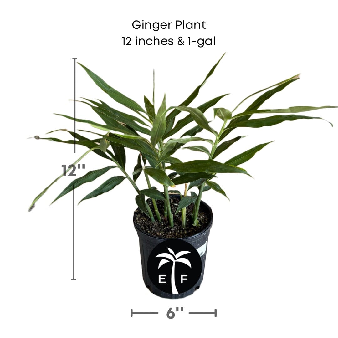 Ginger Plant 103-Pine Island Nursery 12 inches & 1-gal 