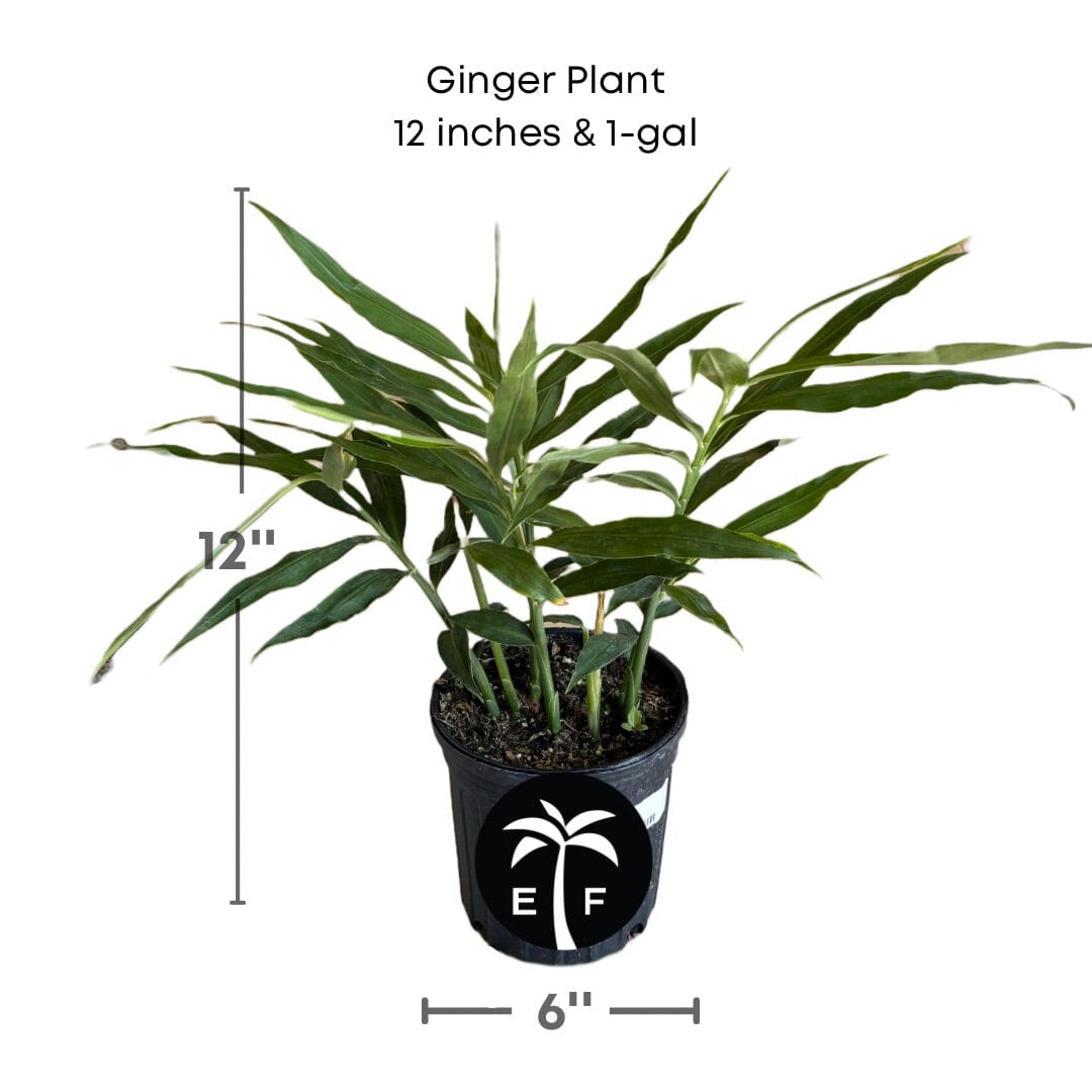 Ginger Plant 103-Pine Island Nursery 12 inches & 1-gal