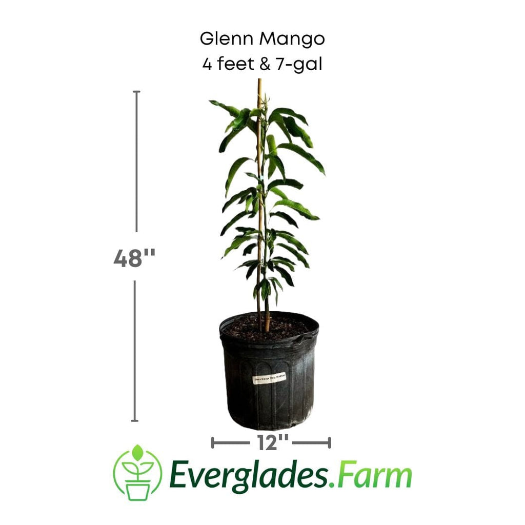 Glenn Mango Tree, Grafted Fruit Trees 100-Carlos Tropical Fruits 4 feet & 7-gal 