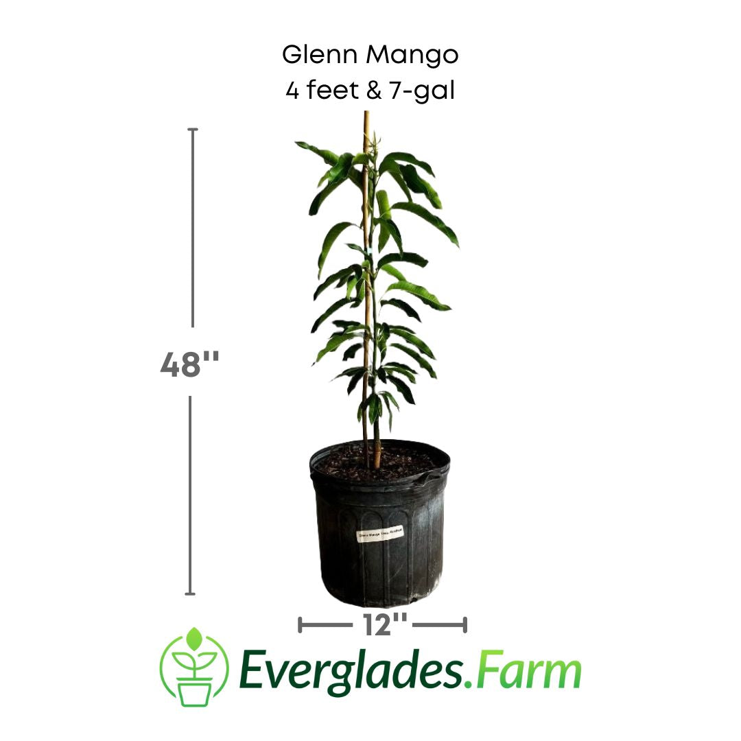 Glenn Mango Tree, Grafted Fruit Trees 100-Carlos Tropical Fruits 4 feet & 7-gal 