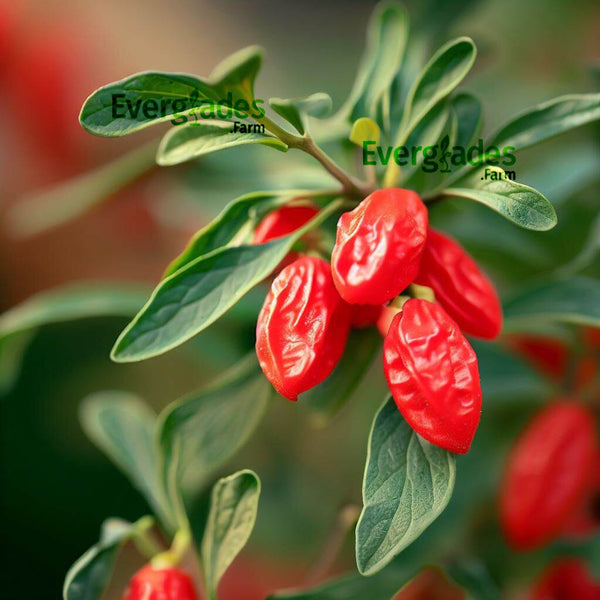 goji plant Goji Berry Plant – Everglades Farm