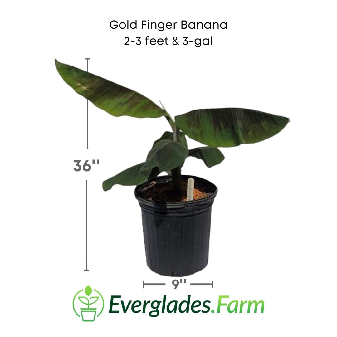 Goldfinger Banana Musa FHIA-1 - The Resilient Delight Fruit Trees 109-Going Bananas 2-3 feet & 3-gal