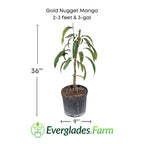 Gold Nugget Mango Tree, Grafted Fruit Trees 111-Lalo Melo 2-3 feet & 3-gal 