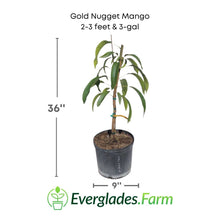Gold Nugget Mango Tree, Grafted Fruit Trees 111-Lalo Melo 2-3 feet & 3-gal 