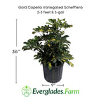 Gold Capella Variegated Schefflera Fruit Trees 115-Orlando Nursery 2-3 feet & 3-gal