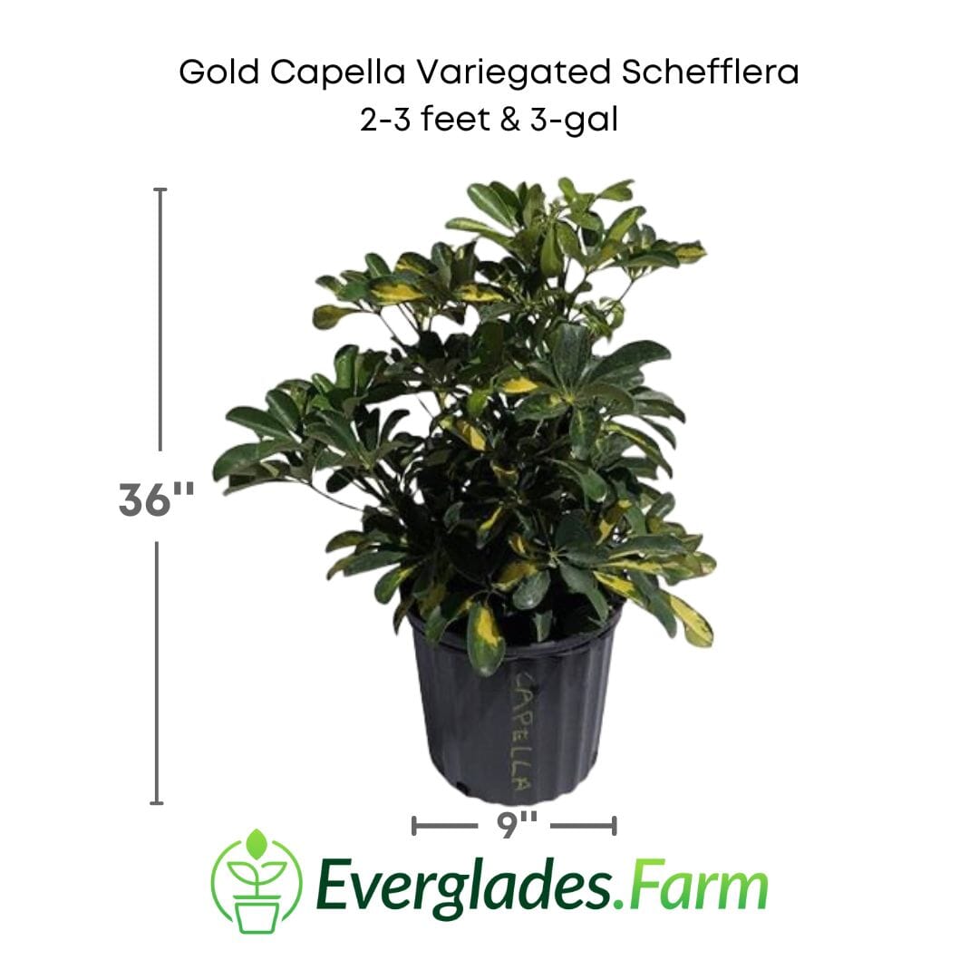 Gold Capella Variegated Schefflera Fruit Trees 115-Orlando Nursery 2-3 feet & 3-gal