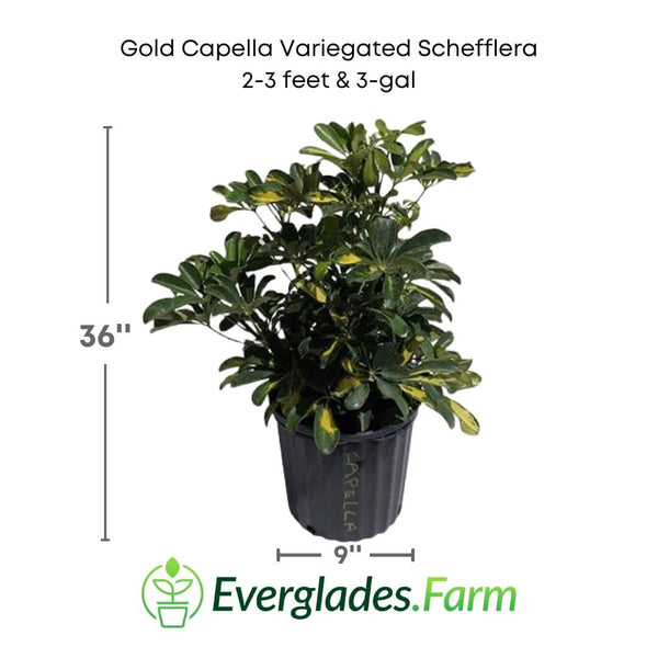 full grown arboricola gold capella schefflera arboricola gold capella Gold Capella Variegated Schefflera – Everglades Farm