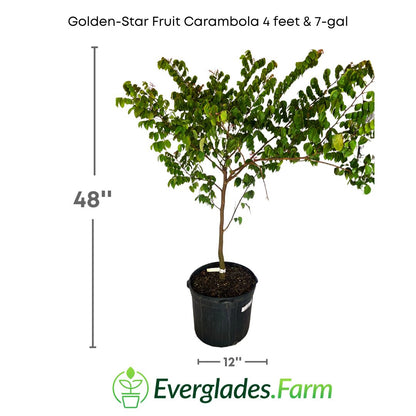 Golden-Star Star Fruit Carambola Fruit Tree, Grafted