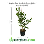 Golden-Star Star Fruit Carambola Fruit Tree, Grafted 100-Carlos Tropical Fruits 2-3 feet & 3-gal 