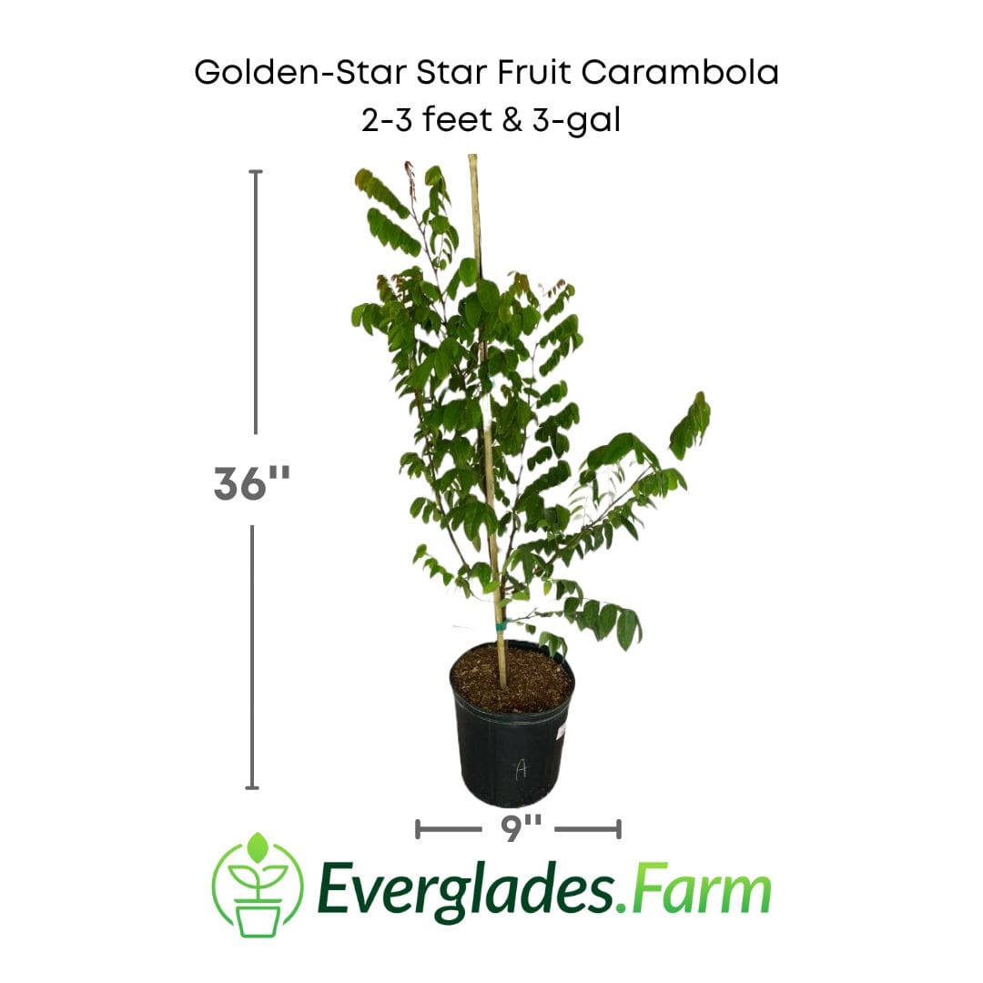 Golden-Star Star Fruit Carambola Fruit Tree, Grafted 100-Carlos Tropical Fruits 2-3 feet & 3-gal 