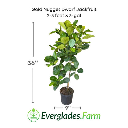 Golden Nugget dwarf jackfruit mango plant in a 3 gallon pot