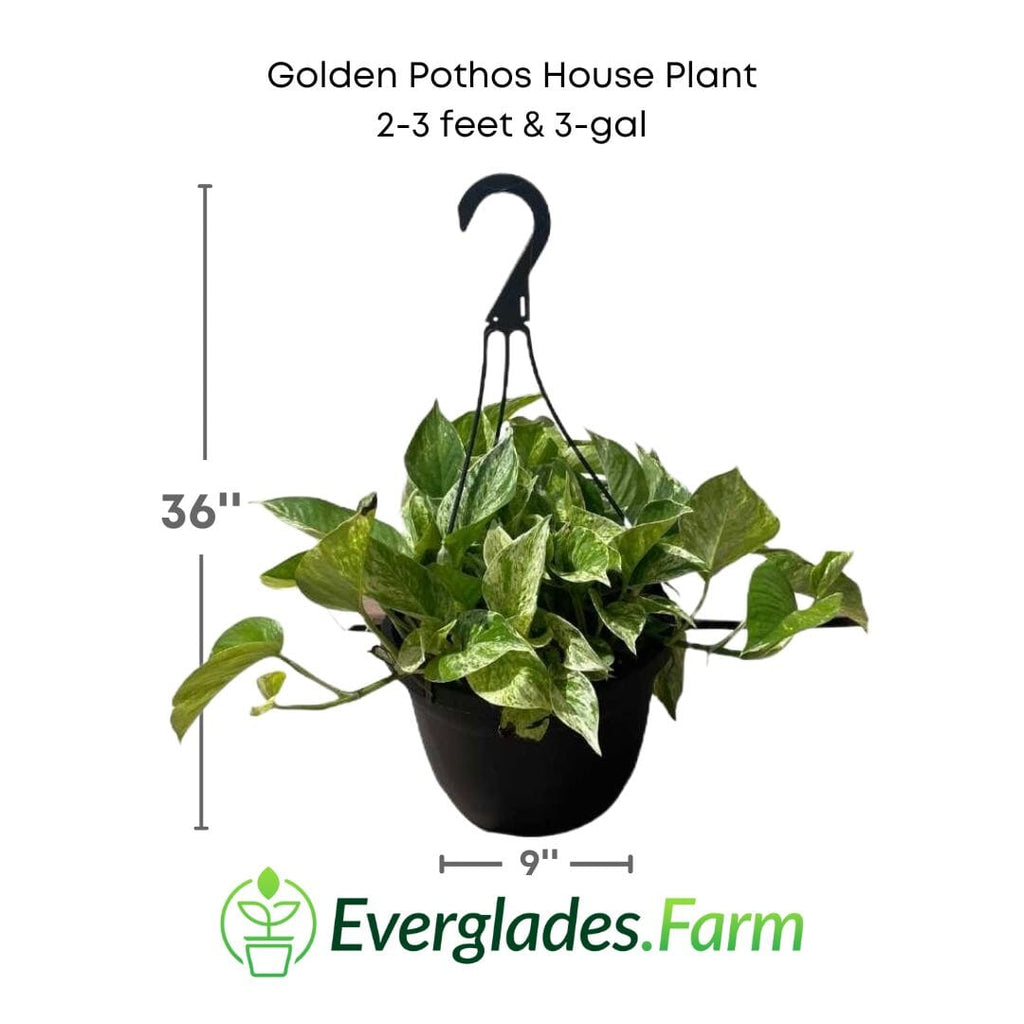 Golden Pothos House Plant 115-Orlando Nursery