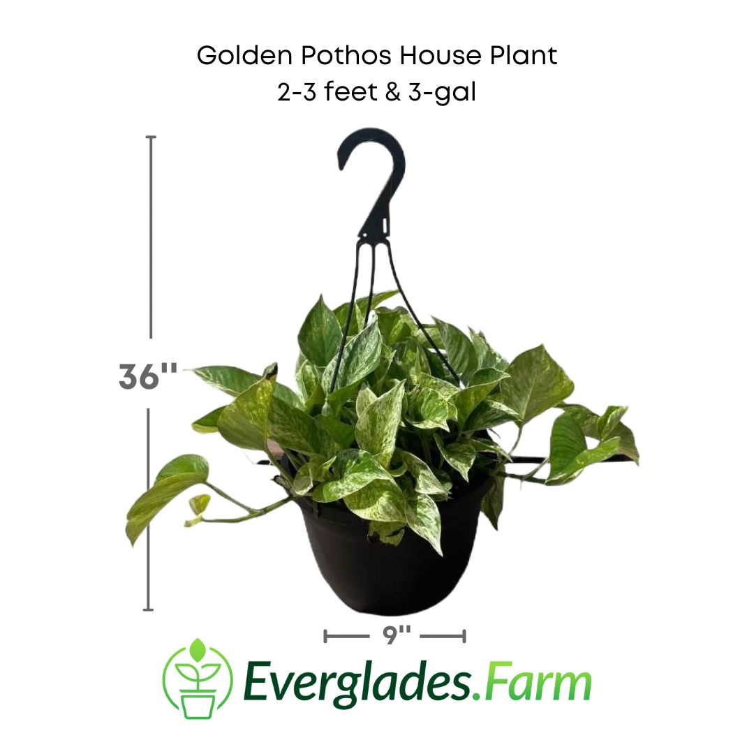 Golden Pothos House plant in a 3 gallon pot