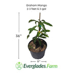 Graham Mango Tree, Dwarf, Grafted Fruit Trees 102-Zill High Performance Plants 2-3 feet & 3-gal 
